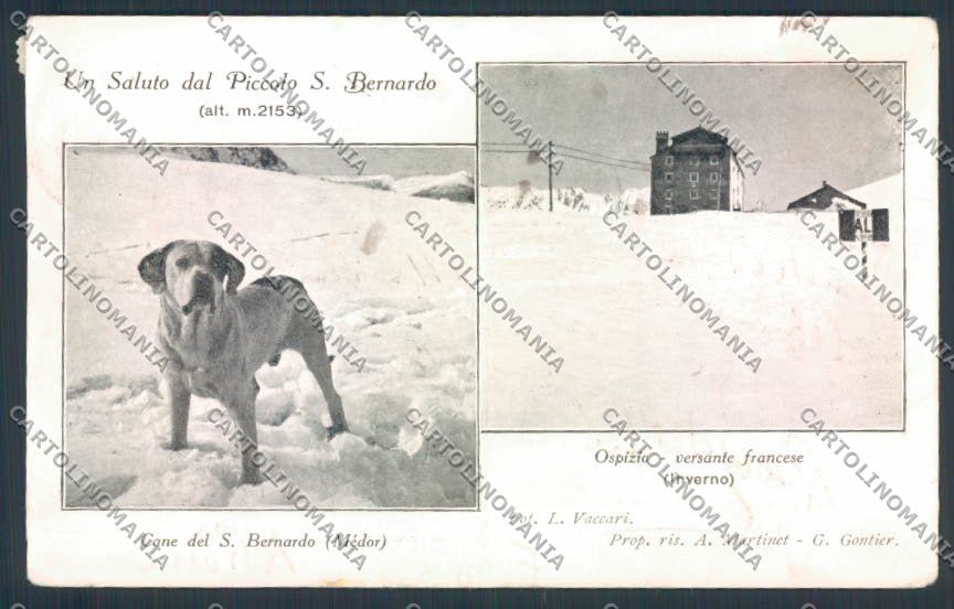 Aosta San Bernardo Piccolo Dog cartolina MQ4719 – fronte