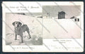 Aosta San Bernardo Piccolo Dog cartolina MQ4719 – fronte