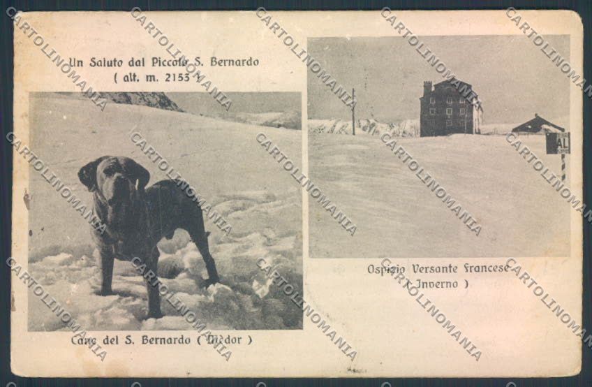 Aosta San Bernardo Piccolo Dog cartolina MQ4751 – fronte