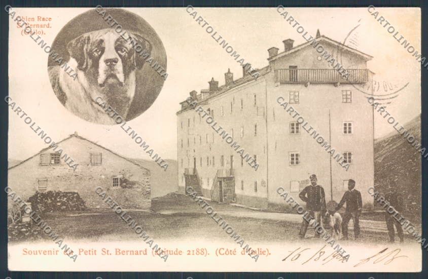 Aosta San Bernardo Piccolo Dog cartolina MQ4767 – fronte