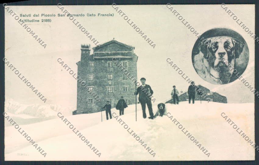 Aosta San Bernardo Piccolo Dog cartolina MQ4768 – fronte