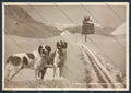 Aosta San Bernardo Piccolo Dog foto FG cartolina MQ4787 – fronte