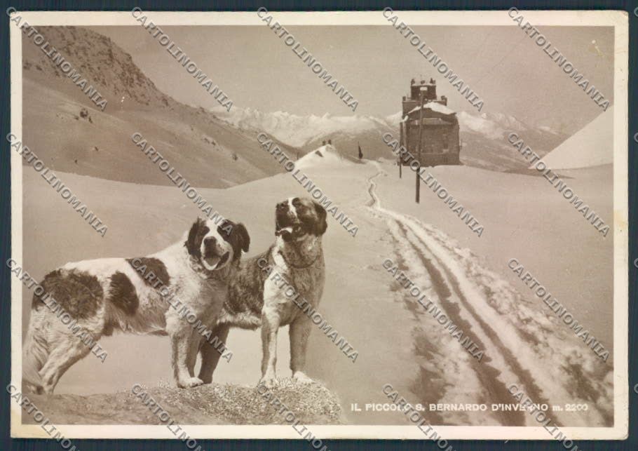Aosta San Bernardo Piccolo Dog foto FG cartolina MQ4787 – fronte