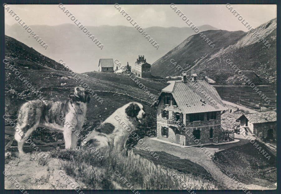 Aosta San Bernardo Piccolo Dog foto FG cartolina MQ4791 – fronte