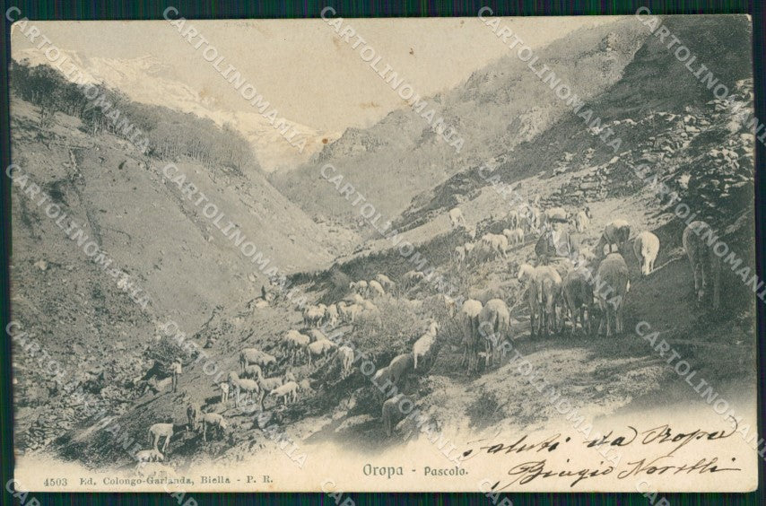 Biella Oropa Pecore al Pascolo cartolina MT1108 – fronte