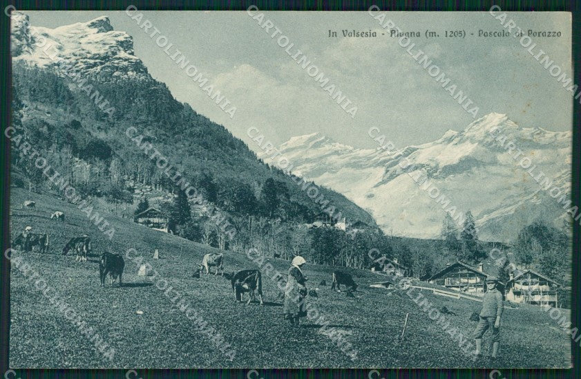 Vercelli Alagna Valsesia Mucche cartolina MT1112 – fronte