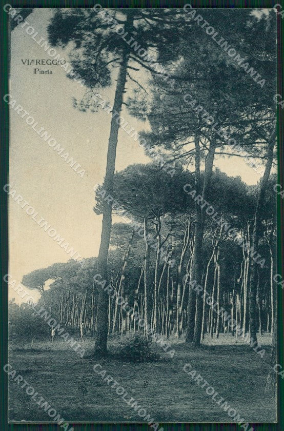 Lucca Viareggio Pineta cartolina MT1568 – fronte