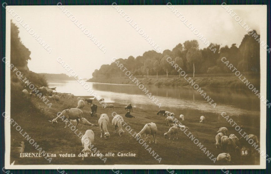 Firenze città Arno alle Cascine Pecore Foto cartolina MT1655 – fronte