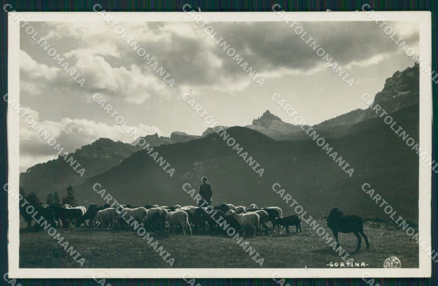 Belluno Cortina d'Ampezzo Pecore Foto cartolina MT1783 – fronte