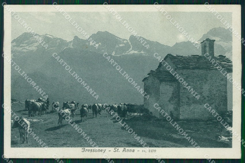 Aosta Gressoney La Trinité Sant'Anna Mucche cartolina MT2725 – fronte