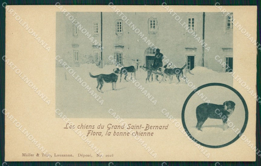 Aosta Saint Rhémy en Bosses Cani del Gran San Bernardo cartolina MT2907 – fronte