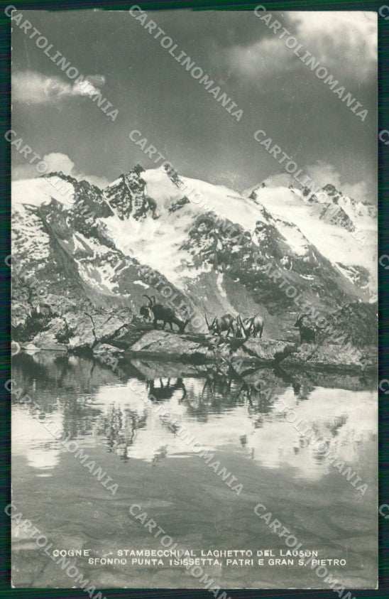 Aosta Cogne Stambecchi Tsissetta Patri Gran San Pietro Foto cartolina MT2934 – fronte