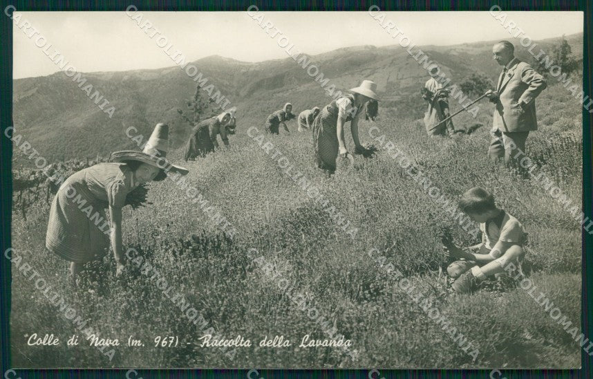 Imperia Pornassio Colle di Nava Raccolta lavanda Foto cartolina MT4122 – fronte