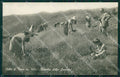 Imperia Pornassio Colle di Nava Raccolta lavanda Foto cartolina MT4122 – fronte