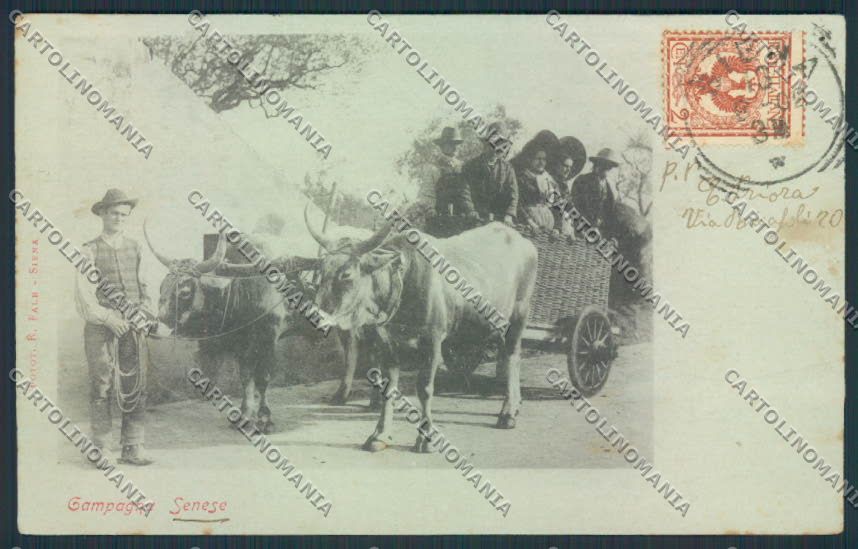 Siena Costumi cartolina MV0499 – fronte