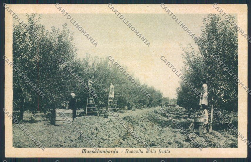 Ravenna Massalombarda cartolina MV2905 – fronte