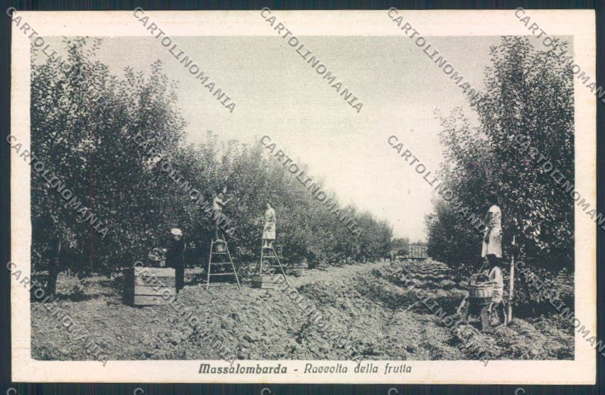 Ravenna Massalombarda cartolina MV2906 – fronte