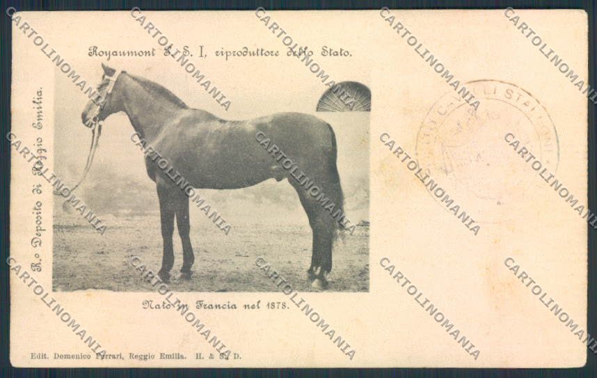 Reggio Emilia Città horse Cavallo cartolina MV3117 – fronte