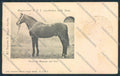 Reggio Emilia Città horse Cavallo cartolina MV3117 – fronte