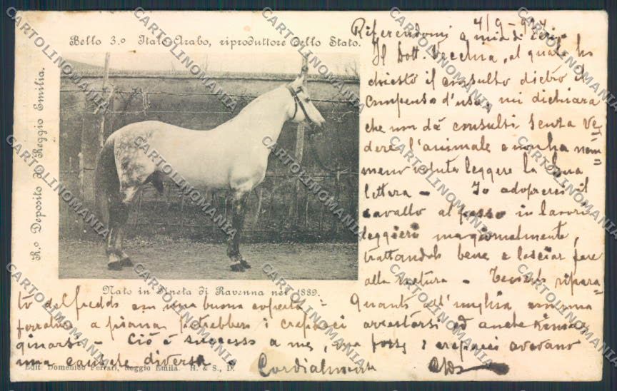 Reggio Emilia Città horse Cavallo cartolina MV3122 – fronte