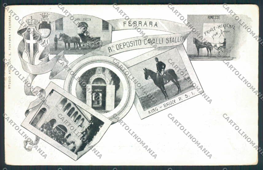Ferrara Città Cavallo Horse cartolina MV3518 – fronte