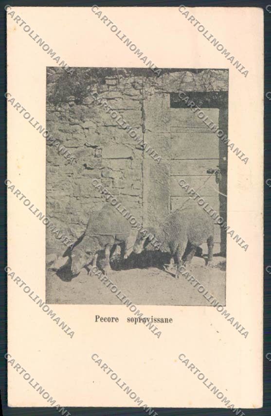 Macerata Città cartolina MV7782 – fronte