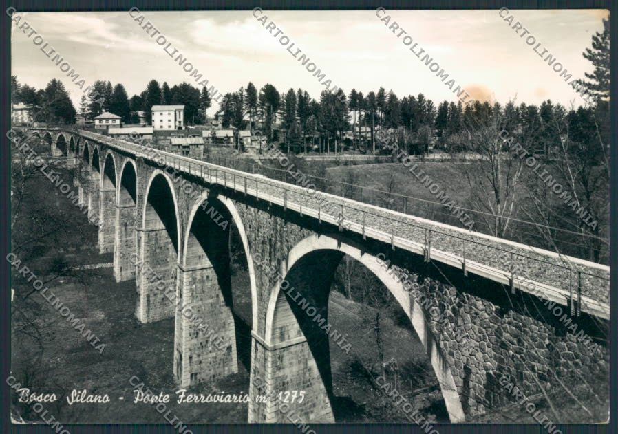Cosenza Bosco Silano FG foto cartolina MV8748 – fronte