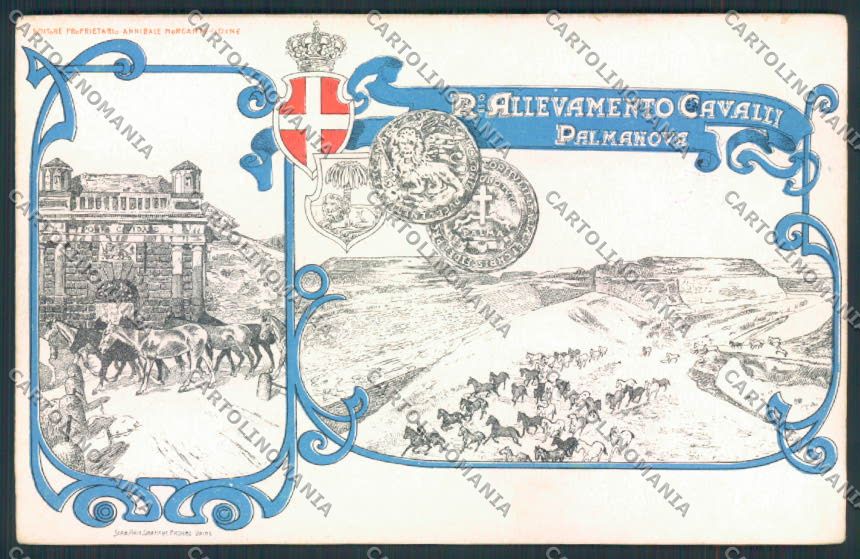 Udine Palmanova Allevamento cavalli cartolina MV9511 – fronte