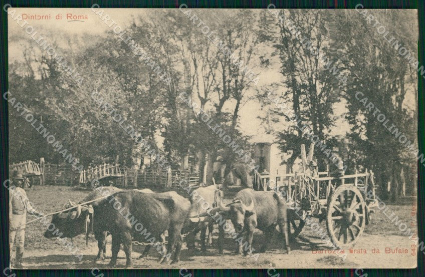 Roma Città Costumi Barrozza Tirata da Bufale cartolina MX1857 – fronte