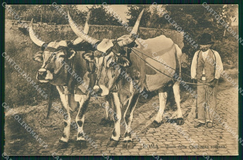 Roma Città Buoi della Campagna cartolina MX1866 – fronte