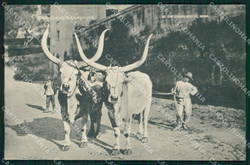 Roma Città Buoi della Campagna cartolina MX1876 – fronte