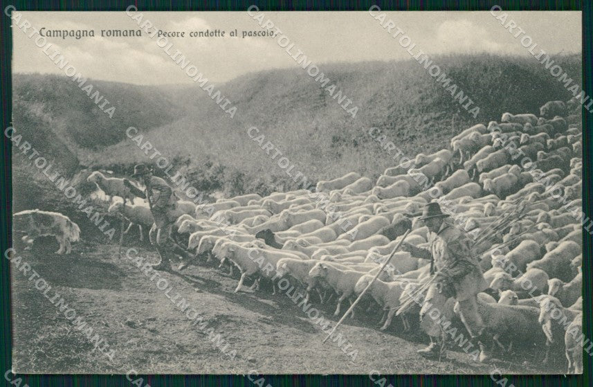 Roma Città Mestieri Pecore al Pascolo Campagna Brunner 6764 cartolina MX1883 – fronte