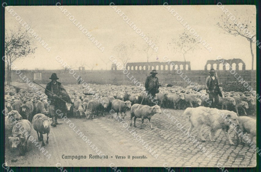 Roma Città Mestieri Pecore al Pascolo Campagna Brunner 6772 cartolina MX1884 – fronte