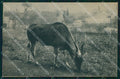 Roma Città Giardino Zoologico Antilope Alcina cartolina MX2118 – fronte