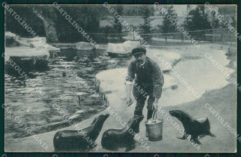 Roma Città Giardino Zoologico Otarie California Orsine cartolina MX2644 – fronte