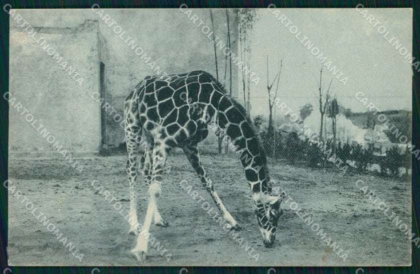 Roma Città Giardino Zoologico Giraffa Lisa cartolina MX2646 – fronte