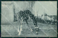 Roma Città Giardino Zoologico Giraffa Lisa cartolina MX2646 – fronte
