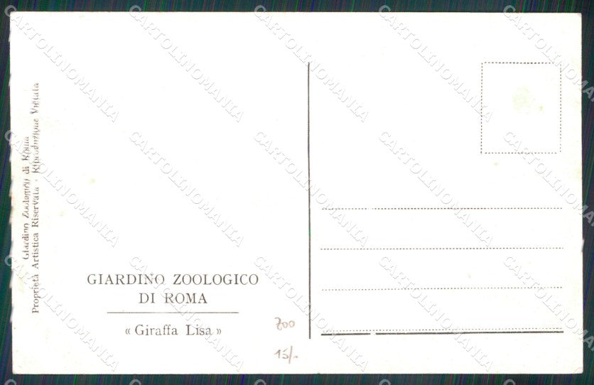 Roma Città Giardino Zoologico Giraffa Lisa cartolina MX2646 – retro