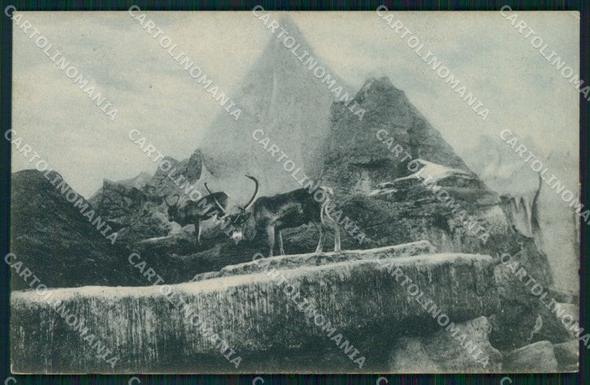 Roma Città Giardino Zoologico Renne cartolina MX2653 – fronte