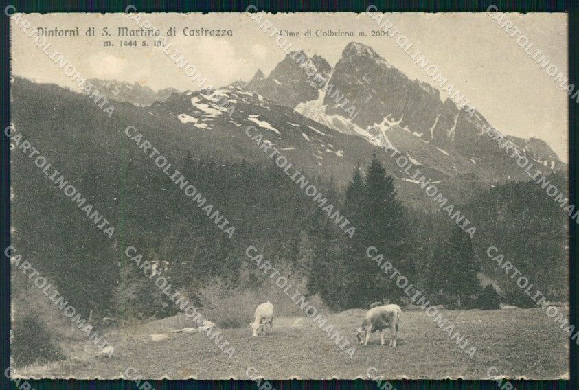 Trento San Martino di Castrozza Mucche al Pascolo cartolina MX4411 – fronte