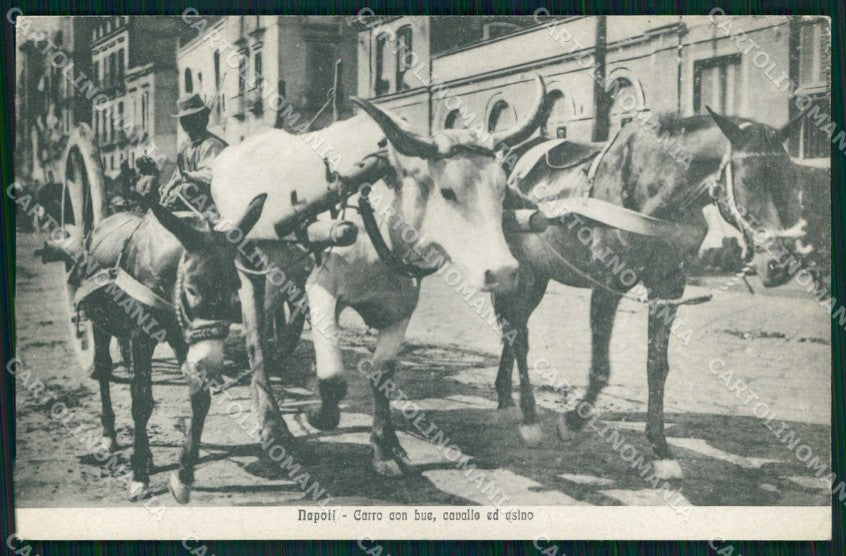 Napoli Città Costumi Carro Bove Cavallo Asino cartolina MX6843 – fronte