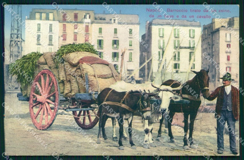 Napoli Città Costumi Barroccio Bove Asino Cavallo cartolina MX6869 – fronte
