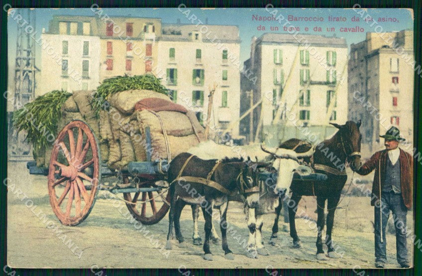 Napoli Città Costumi Barroccio Bove Asino Cavallo cartolina MX7129 – fronte