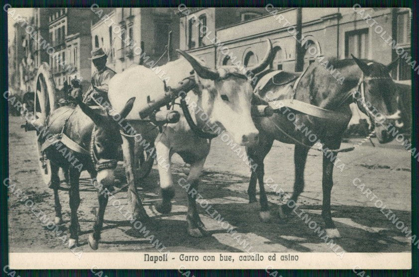 Napoli Città Costumi Carro Bue Cavallo Asino cartolina MX7193 – fronte