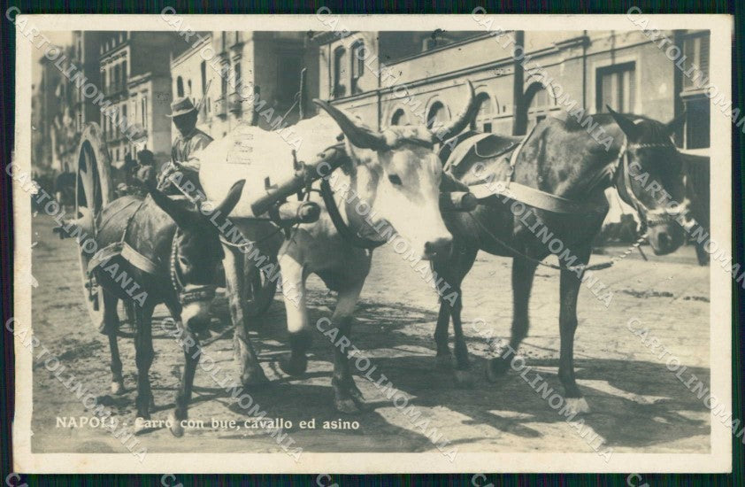 Napoli Città Costumi Carro Bue Cavallo Asino Foto cartolina MX7340 – fronte