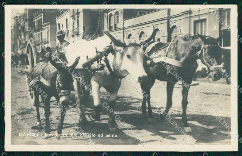Napoli Città Costumi Carro Bue Cavallo Asino Foto cartolina MX7345 – fronte