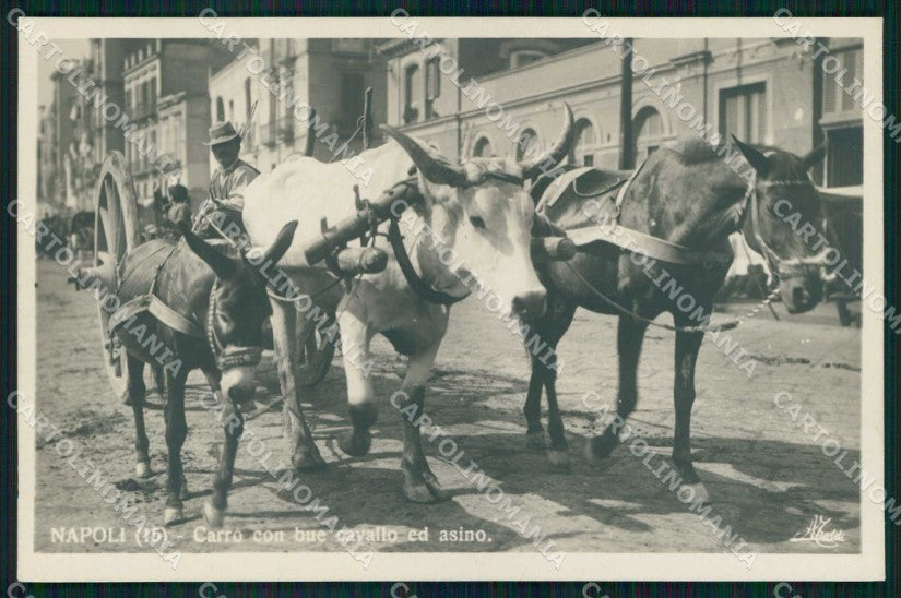 Napoli Città Costumi Carro Bue Cavallo Asino Foto cartolina MX7363 – fronte