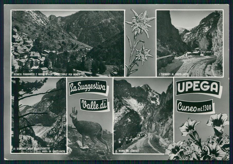 Cuneo Briga Upega Stelle Alpine Foto FG cartolina MZ0377 – fronte