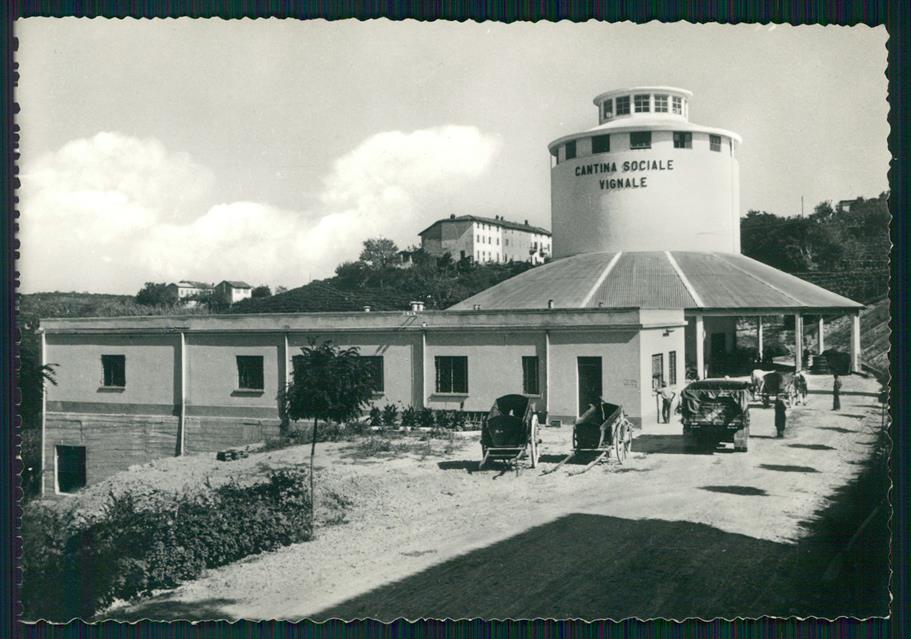 Alessandria Vignale Monferrato Cantina Sociale Foto FG cartolina MZ0415 – fronte