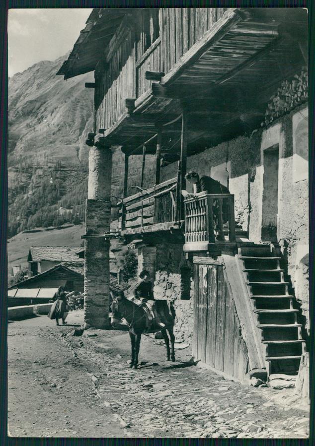 Cuneo Ruffia Asino Foto FG cartolina MZ0561 – fronte